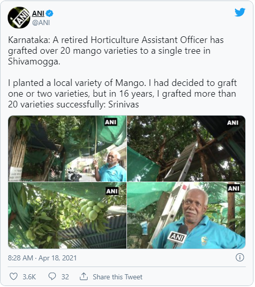 This man from Karnataka has grown 20 different types of mangoes on a single tree credityatra 1