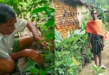 This 65-year-old farmer has grown 3 thousand types of medicinal plants This 65-year-old farmer has grown 3 thousand types of medicinal plants credityatra